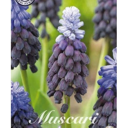 Bredbladig pärlhyacint-Muscari Latifolium 15-pack